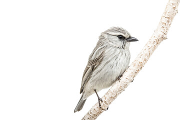 Fototapeta premium White Bird on a Branch