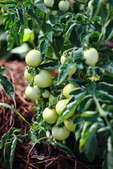 green tomatoes on a vine