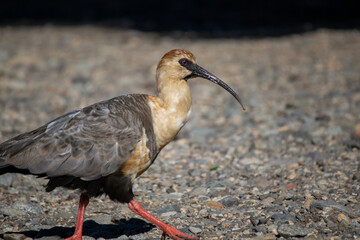 yellow billed hornbill