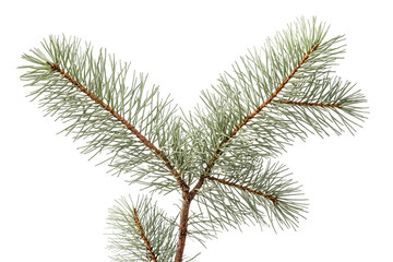 Pine Branch Isolated on White Background