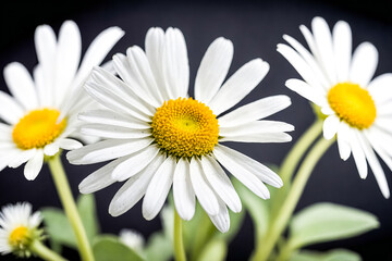 Obraz premium Closeup of a Daisy Flower with White Petals and Yellow Center