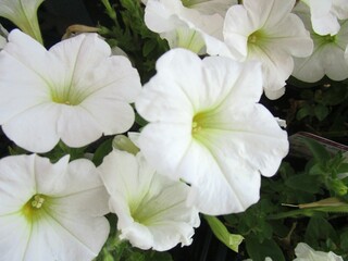 白いペチュニアの花のアップ