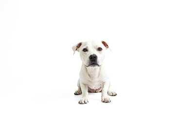 Obraz premium White Dog Sitting and Looking at the Camera