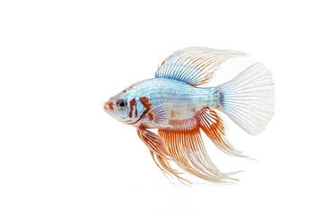 Siamese Fighting Fish with Blue and Orange Fins