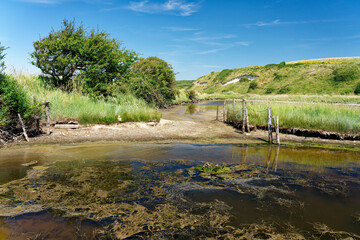 the river in the forest