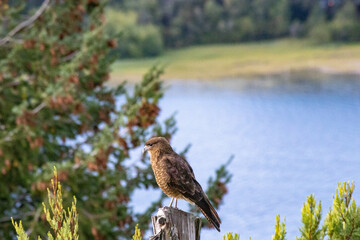 hawk in the grass