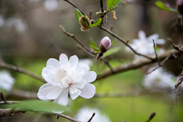 Delicate white flower in bloom on a branch with soft background blur, highlighting natural beauty