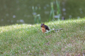The fox squirrel (Sciurus niger), also known as the eastern fox squirrel or Bryant's fox squirre