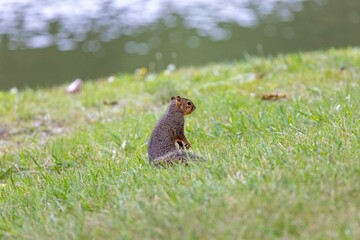 The fox squirrel (Sciurus niger), also known as the eastern fox squirrel or Bryant's fox squirrel.