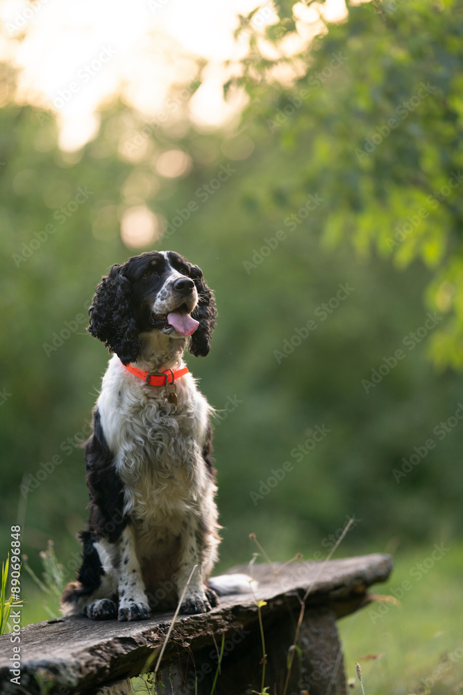 Wall mural English Springer Spaniel sitting in the nature