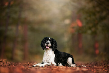 English Springer Spaniel in the forest