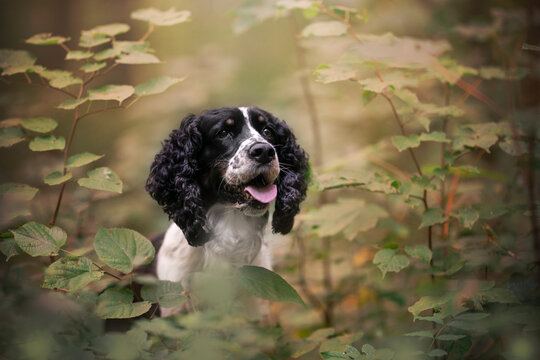 springer spaniel head detail in leaves