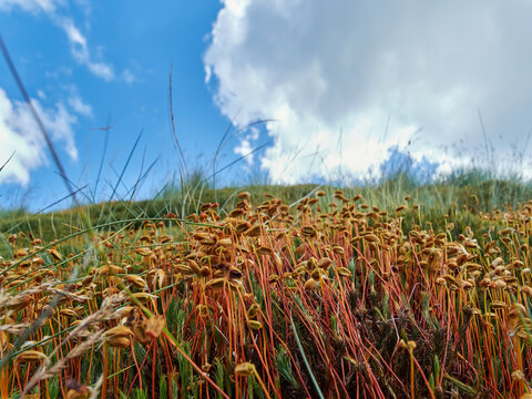 Polytrichum juniperinum, commonly known as juniper haircap or juniper polytrichum moss close-up against the background of cloudy sky
