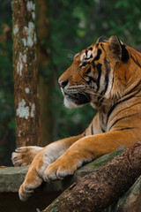 Close-up tiger looking to the side on a green background