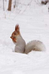 A red squirrel sits on the snow in a winter forest and gnaws nuts