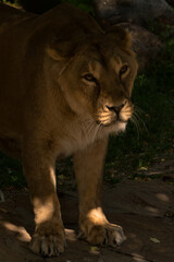 A lioness stands in the sunshine on a warm summer day and looks into the distance with close-up