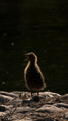 A chick stands on a stone near the water with an open beak, on a sunny evening