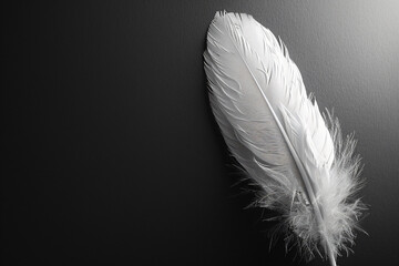 Obraz premium White feather on a black background, in a close-up. Soft and delicate texture of the bird's wing with space for text.
