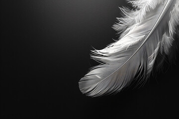 Obraz premium White feather on a black background, in a close-up. Soft and delicate texture of the bird's wing with space for text.
