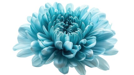 Obraz premium Blue Chrysanthemum Blossom