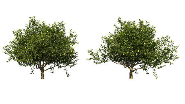 A green lemon tree png