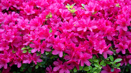 Bright Pink flowers 