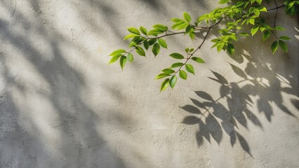 Green Leaves Cast Shadows on a Concrete Wall, shadow , concrete , wall , nature