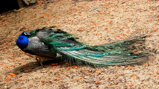 Video clip of a Colorful peacock. Peacock is Indian national bird. Picture clicked at Arignar Anna Zoological Park at Vandalur, Chennai, Tamil Nadu, South India, India