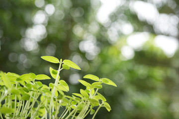 Sesamum indicum sprout growing close up