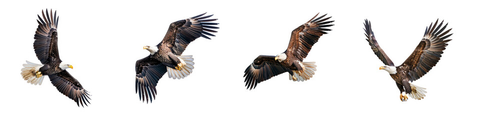 Obraz premium Set of Bald Eagle Flying Isolated on Transparent Background