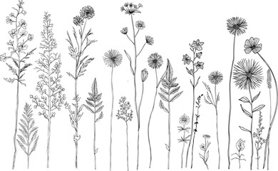 Black and white line drawing of various wildflowers and plants.Silhouettes of grass, flowers and herbs.