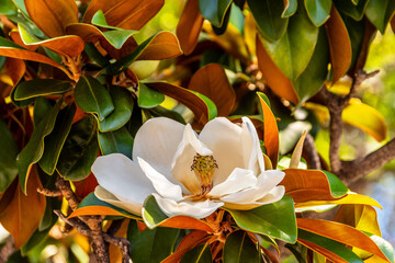 Magnolia grandiflora pertenece a la familia Magnoliaceae. © CarlosHerreros