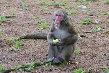 Japanmakak beim futtern (5)