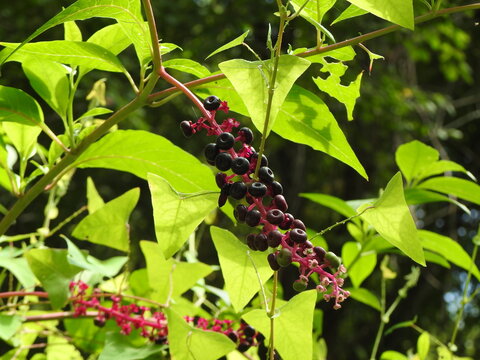Pokeweed plant with berries growing wild within the woodland forest of the Bombay Hook National Wildlife Refuge, Kent County, Delaware.
