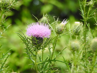 Bull thistle wildflower bloomed within the wetlands of the Bombay Hook National Wildlife Refuge,...