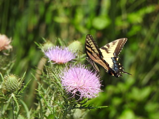 Eastern tiger swallow butterfly feeding on the nectar within a purple thistle wildflower. Bombay Hook National Wildlife Refuge, Kent County, Delaware.