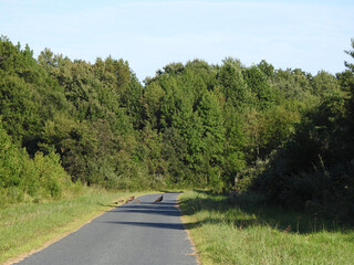 A family of wild turkeys crossing the road within the Bombay Hook National Wildlife Refuge, Kent...
