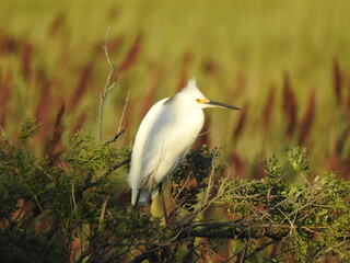 A snowy egret perched in a bush within the wetlands of the Bombay Hook National Wildlife Refuge, Kent County, Delaware.