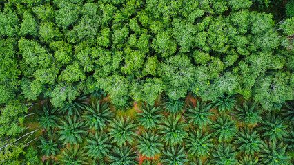 A palmoil farm next to a jungle in Thailand, seen from above