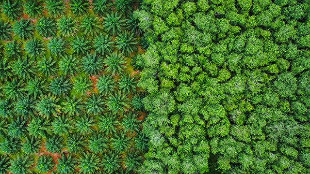 A palmoil farm next to a jungle in Thailand, seen from above