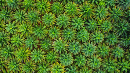 A palmoil farm in Thailand, seen from above