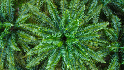 A palmoil farm in Thailand, seen from above