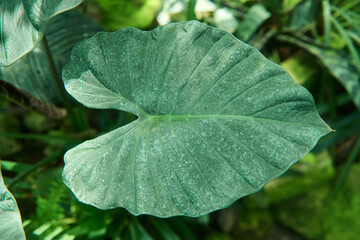 Big Jungle leaf top view warm vibe - Ready to use Premium image high detail.