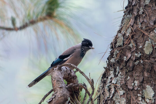 Black-headed jay or lanceolated jay or Garrulus lanceolatus in Binsar in Uttarakhand, India