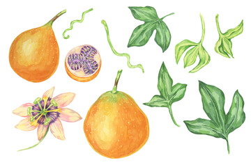 Obraz premium Sweet orange granadilla fruits, whole and halved, flower, buds and leaves set. Yellow passion fruit parts. Watercolor clipart bundle for use in tropical-themed designs, educational materials