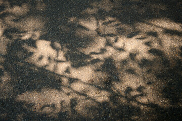 Wild plant shadow on gravel road Top view warm vibe - Ready to use Premium image high detail
