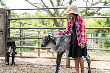 little latin peasant girl, next to her gray gyr calf, caressing it and touching its back.