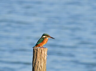 Eisvogel (Alcedo atthis) in Pacsmag Fischerteiche, Ungarn
