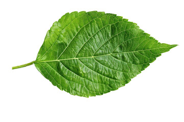 Obraz premium A single fresh green leaf with detailed veins, isolated on a white background, emphasizing its natural beauty