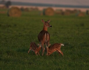 Two white tail deer fawns nursing in hay field